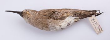Media type: image;   Ornithology 292205